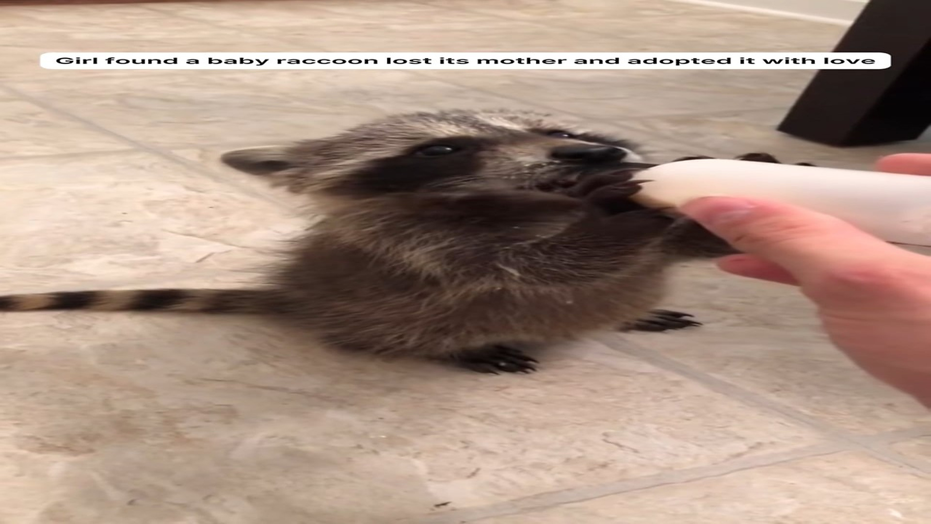 Full Story D2506006_Girl found baby raccoon lost its mother adopted it love #a..._part 2