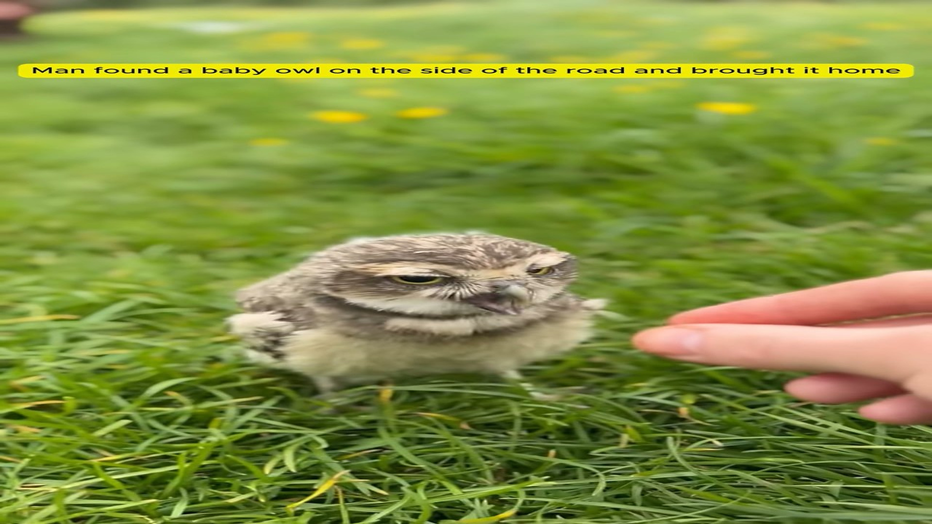 Full Story D2506007_Man found baby owl on side of road brought it home #ani..._part 2