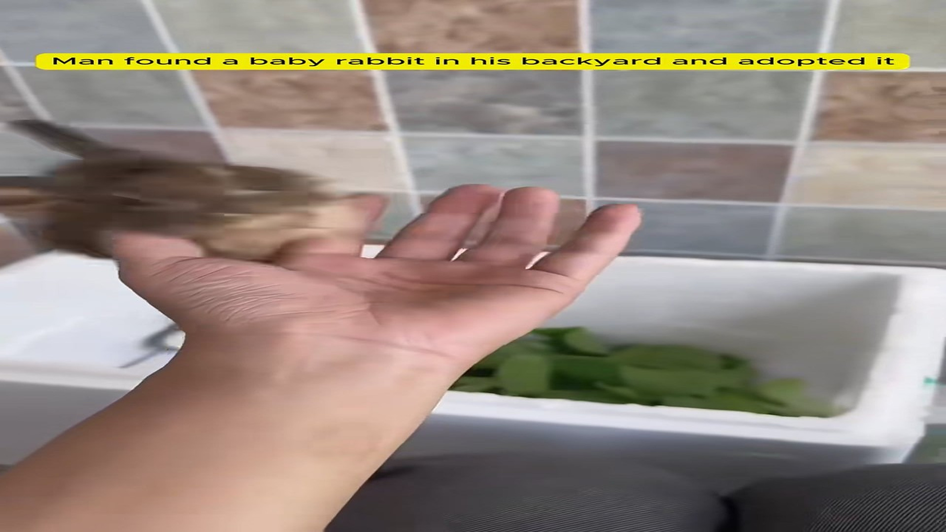 Full Story D2506008_Man found baby rabbit in his backyard adopted it #animal #anima..._part 2