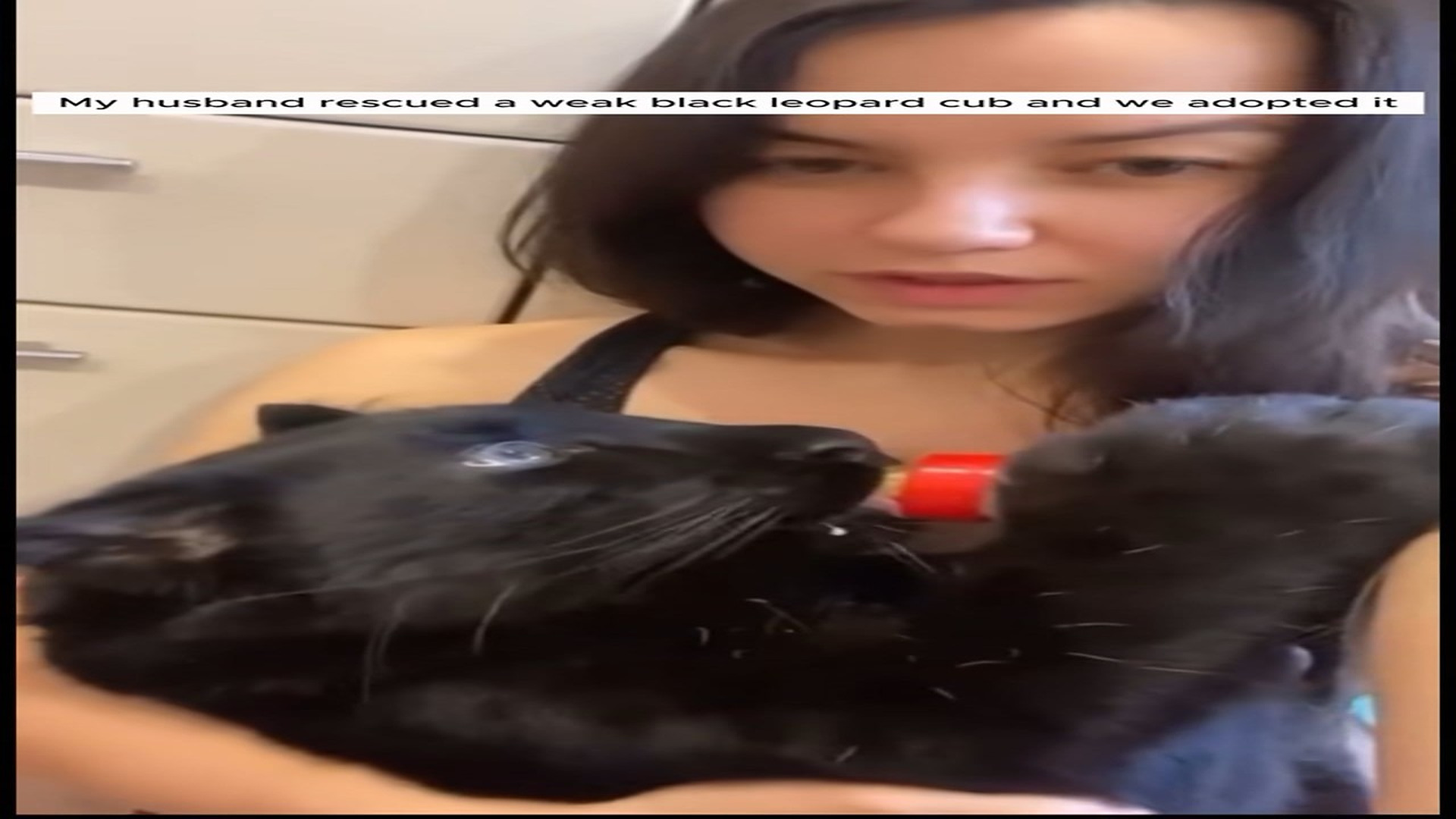 Full Story D2506010_My husband rescued weak black leopard cub we adopted it #animal..._part 2