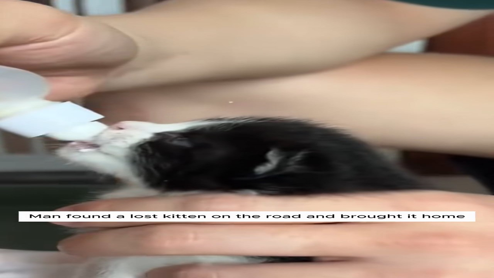 Full Story D2506012_Man found lost kitten on road brought it home #animal #anim..._part 2