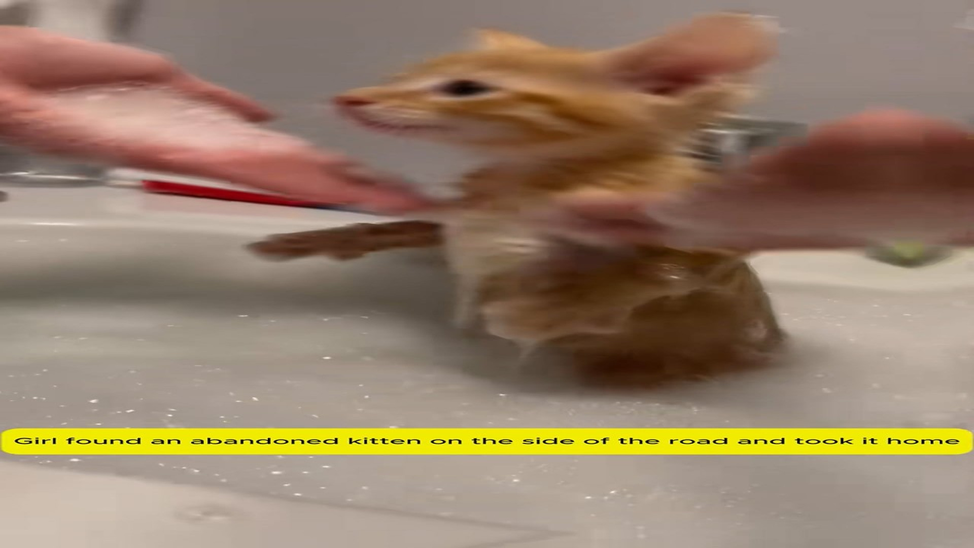 Full Story D2506017_Girl found an abandoned kitten on side of road took it ho..._part 2