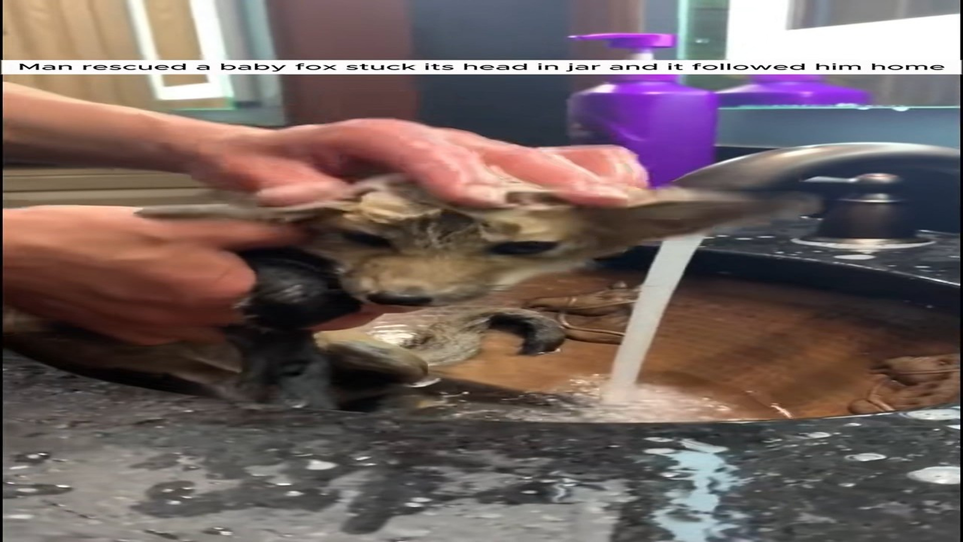 Full Story D2506018_Man rescued baby fox stuck its head in jar it followed him ho..._part 2