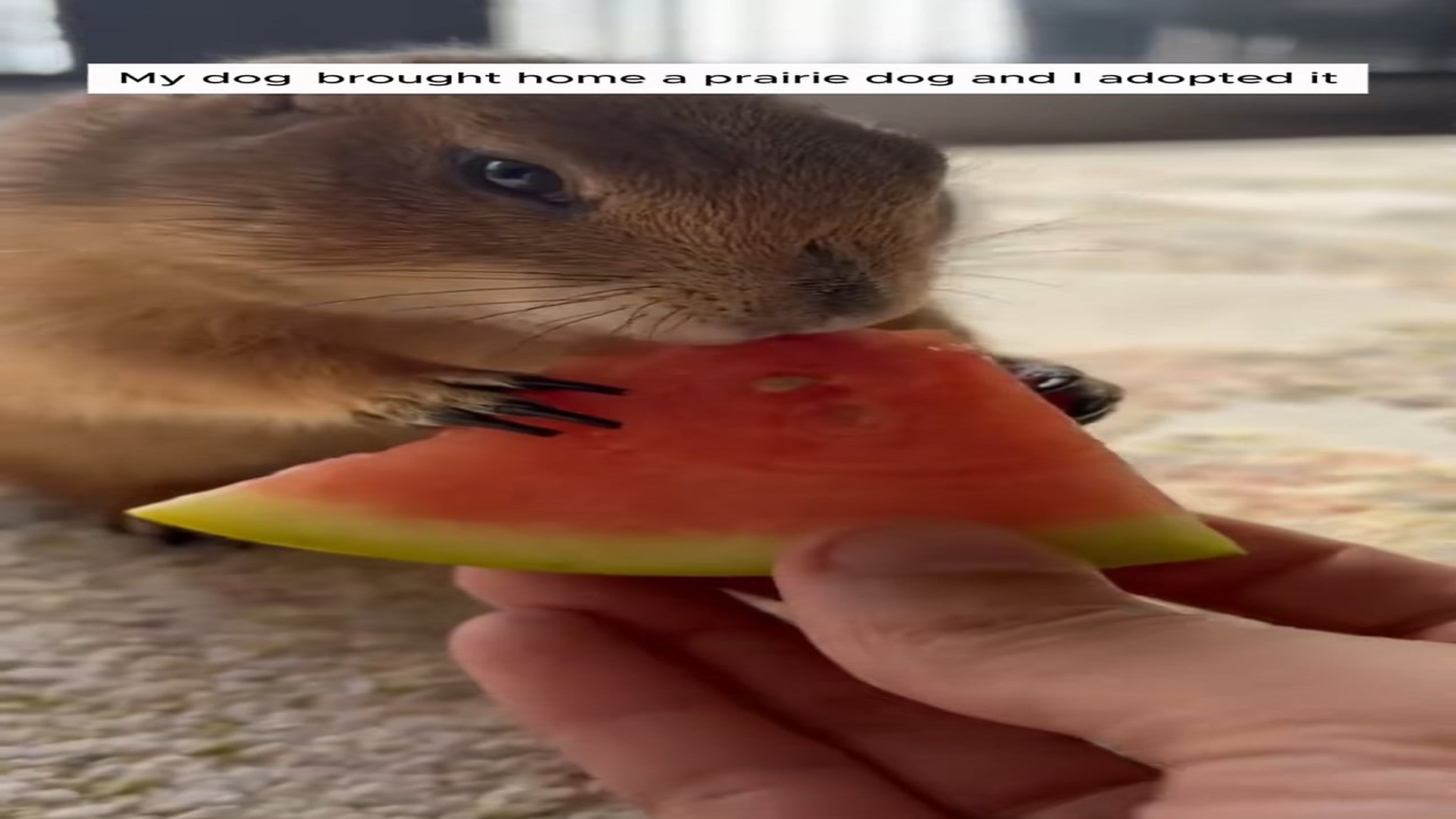Full Story D2506020_My dog brought home prairie dog adopted it #animal #animalsof..._part 2
