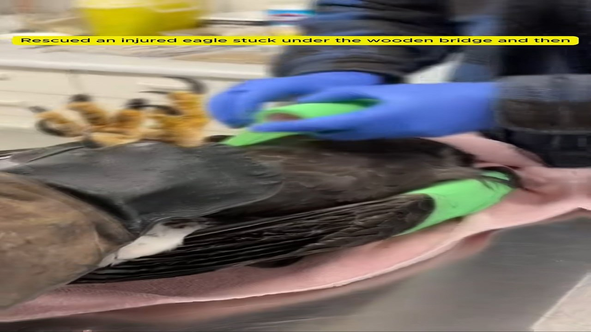 Full Story D2506021_Rescued an injured eagle stuck under wooden bridge then #anim..._part 2