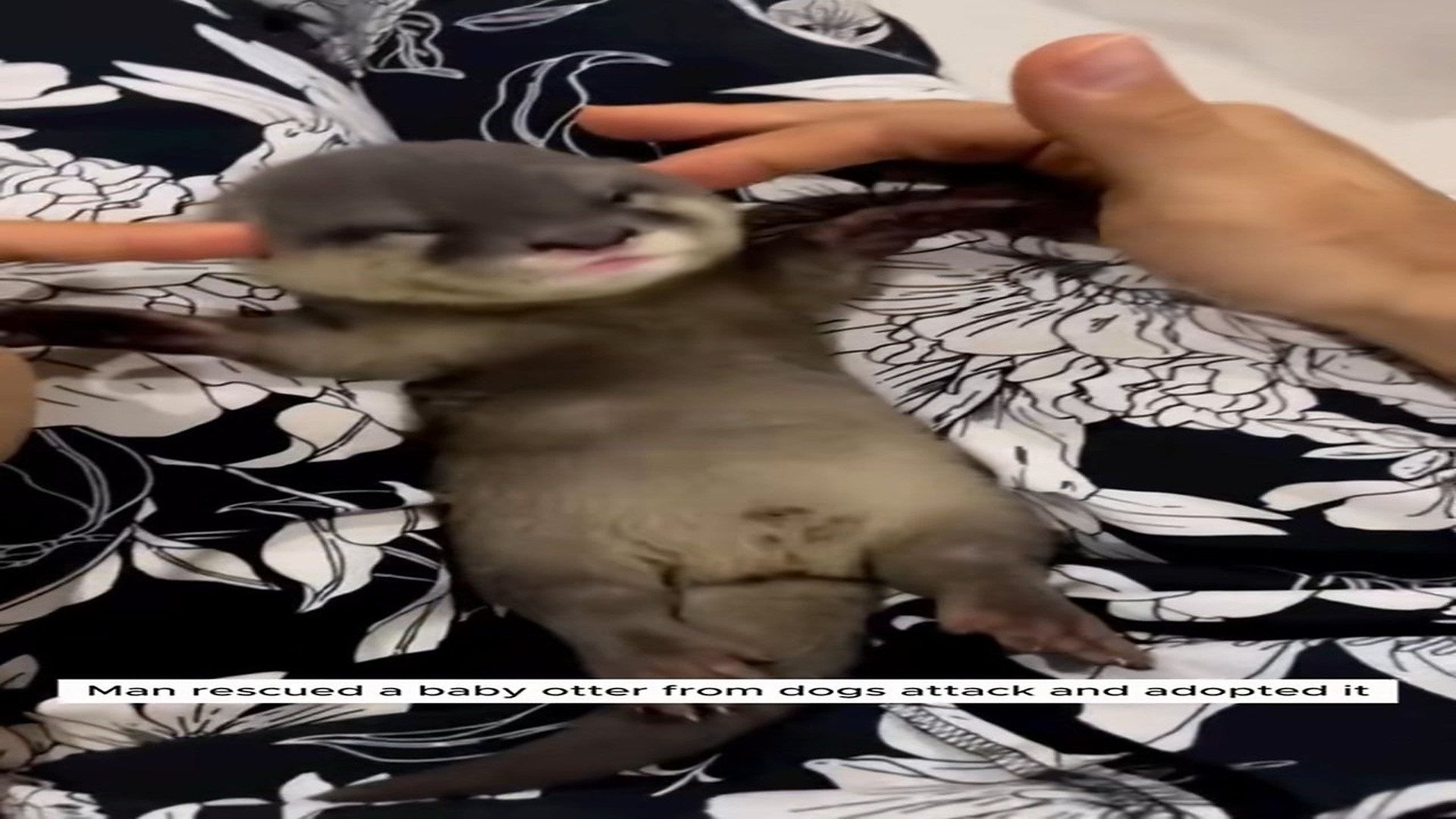 Full Story D2506022_Man rescued baby otter dogs attack adopted it #animal #ani..._part 2