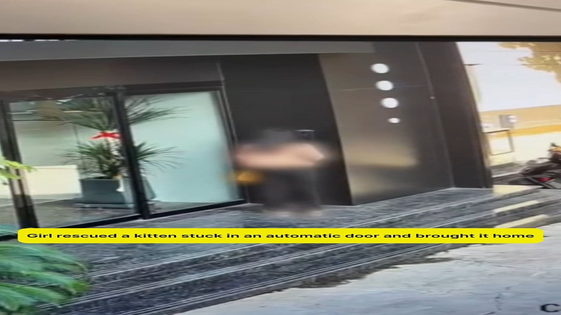 Full Story D2506023_Girl rescued kitten stuck in an automatic door brought it home_part 2