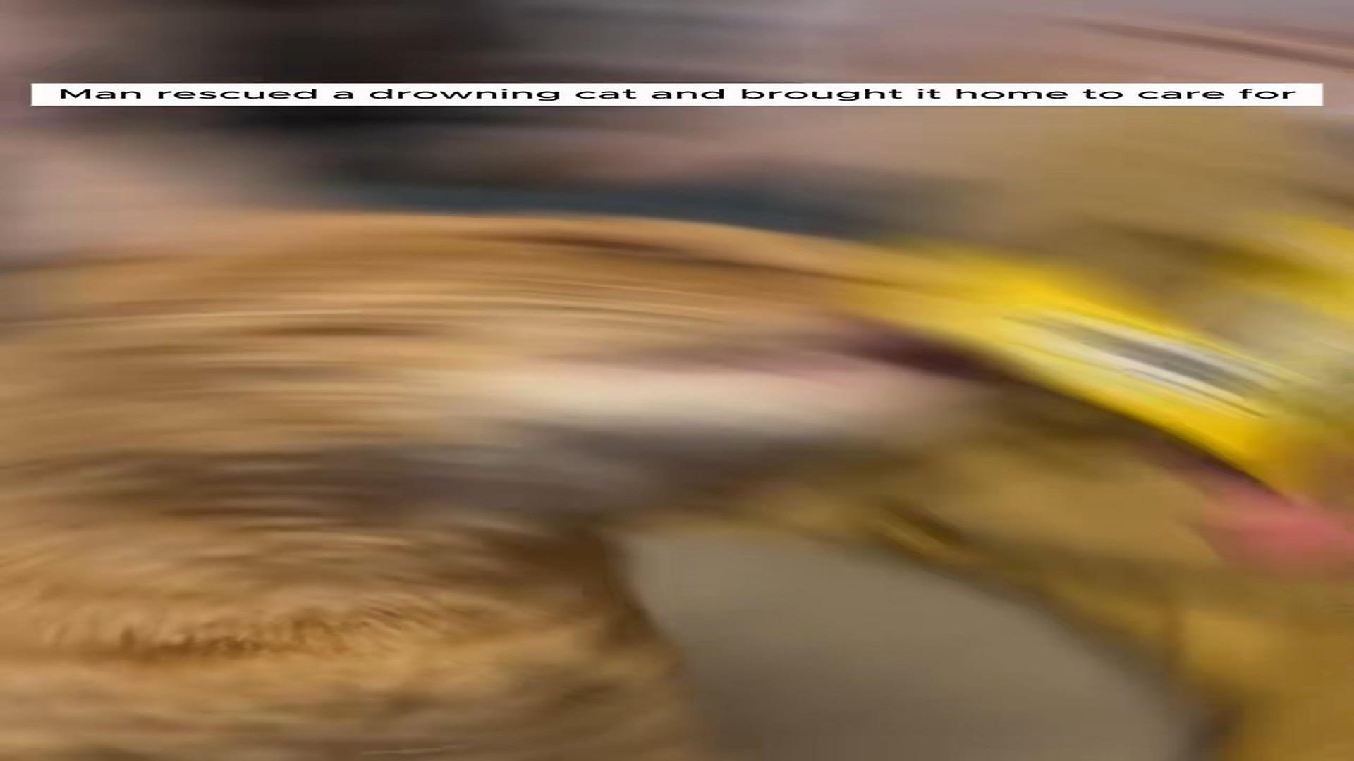 Full Story D2506025_Man rescued drowning cat brought it home to care #animal #a..._part 2
