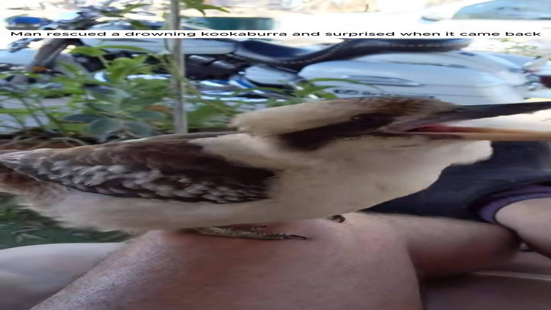 Full Story D2506029_Man rescued drowning kookaburra surprise when it came back #ani..._part 2