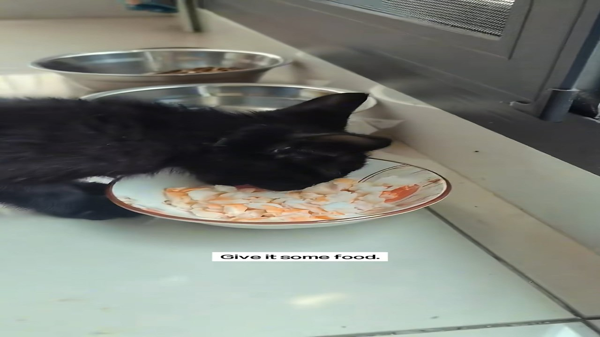Full Story D0107001_found little cat in rain.I saved it right away.and then #resc..._part 2