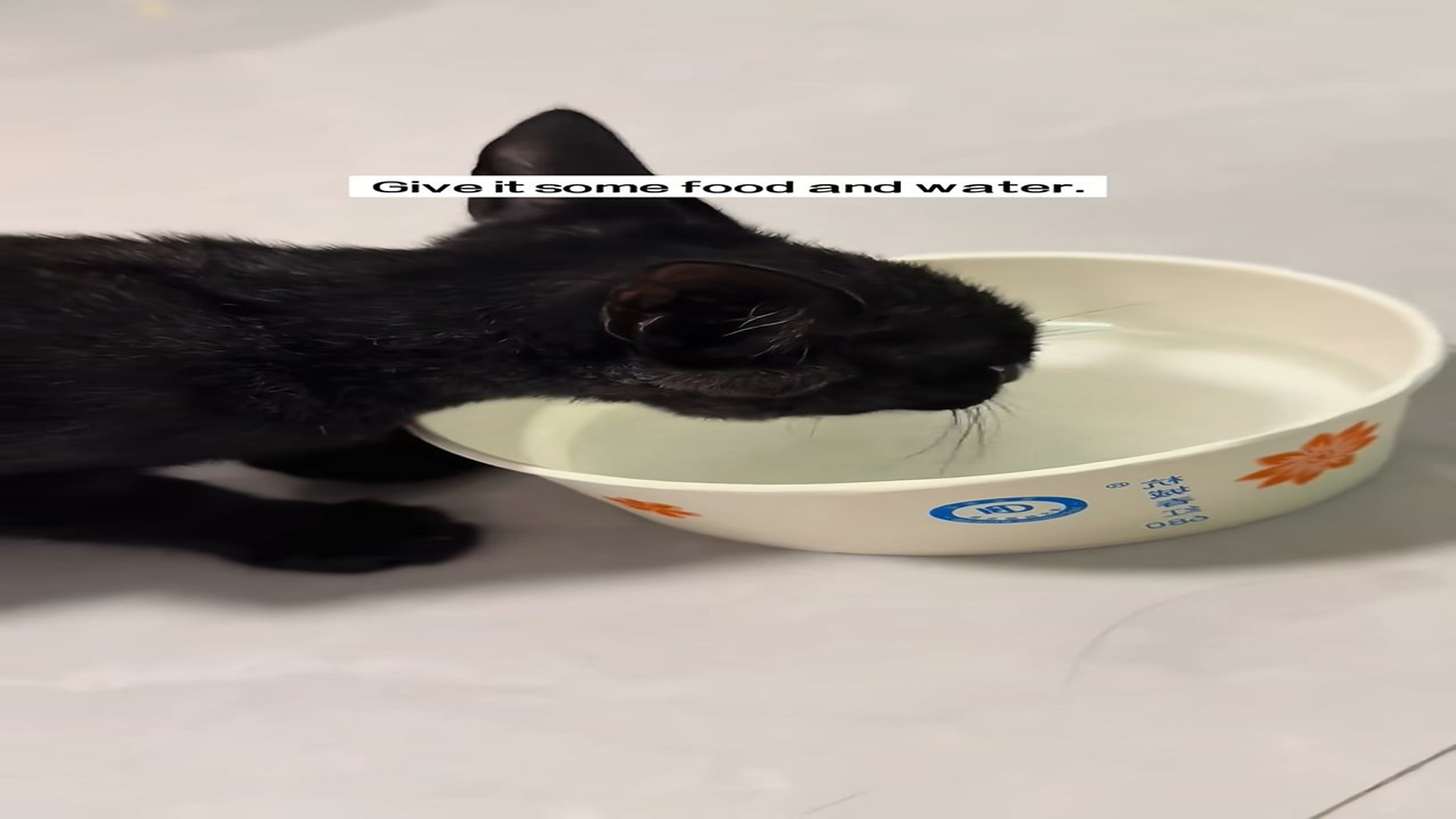 Full Story D0107006_found cat in hole in wall.I patted its head decided t..._part 2