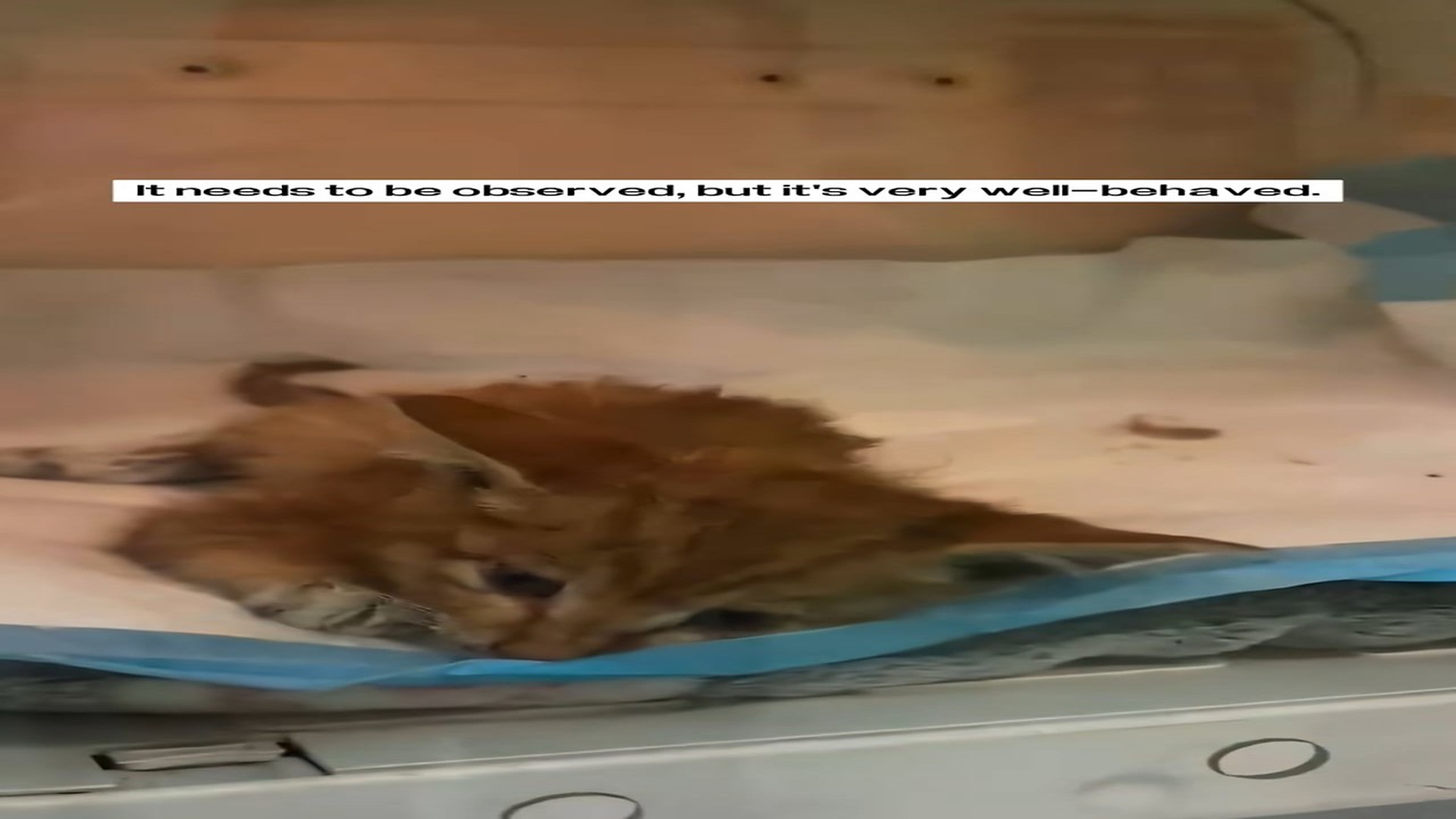 Full Story D0107008_found wounded kitten took it to hospital immediately to h..._part 2