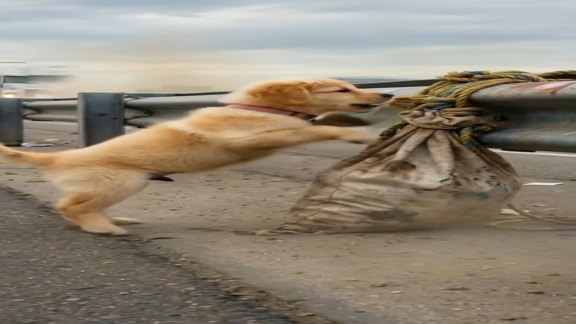 Full Story D2206073_Nobody Knew Why Puppy Kept Barking Until They Untied Sack #EmotionalStory #rescuedog #viral #animallover living planet