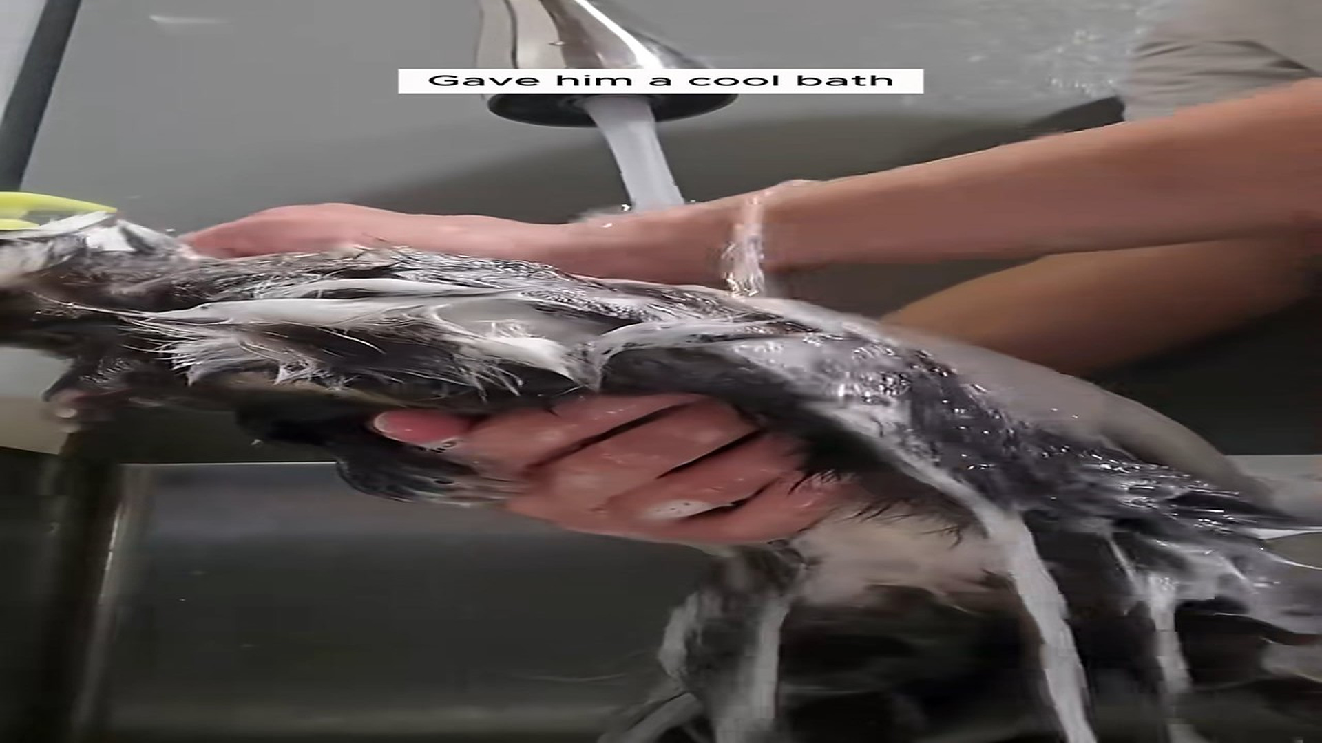 Full Story D2706003_couple rescued skunk trapped in skate bowl adopted it #ani..._part 2