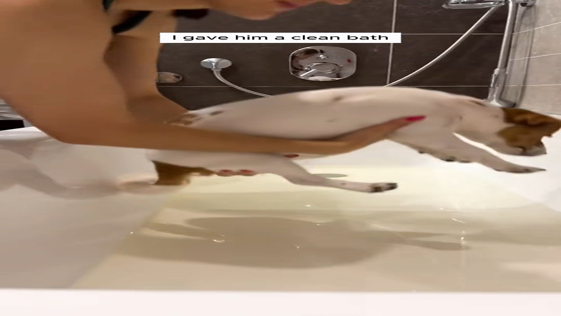 Full Story D2706009_couple rescued poor dog adopted it #animal #animalsoftikto..._part 2