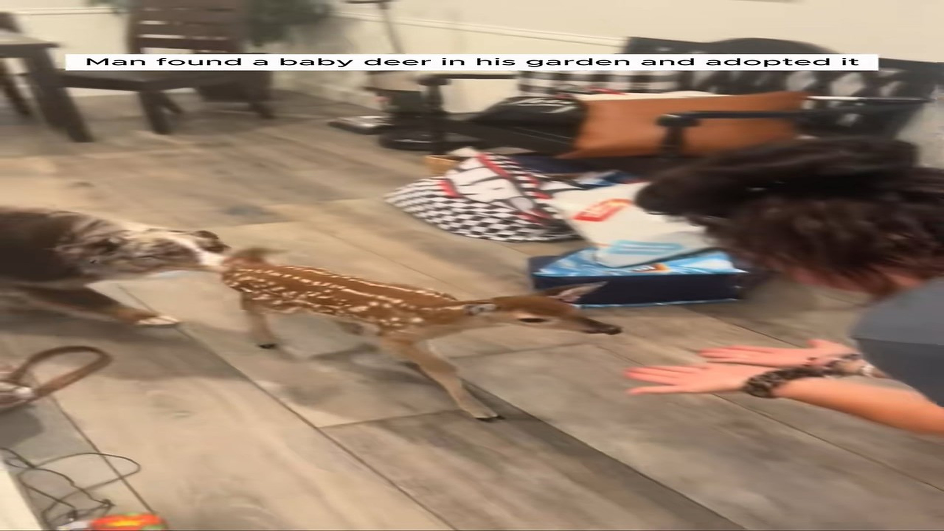 Full Story D2706010_Man found baby deer in his garden adopted it #animal #animalsof..._part 2