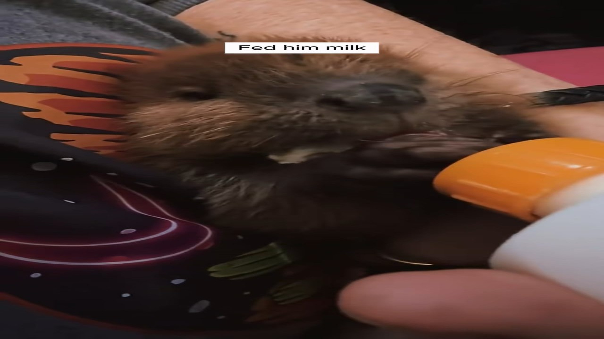 Full Story D2706015_Man rescued stuck baby beaver adopted it #animal #animalsoftikt..._part 2