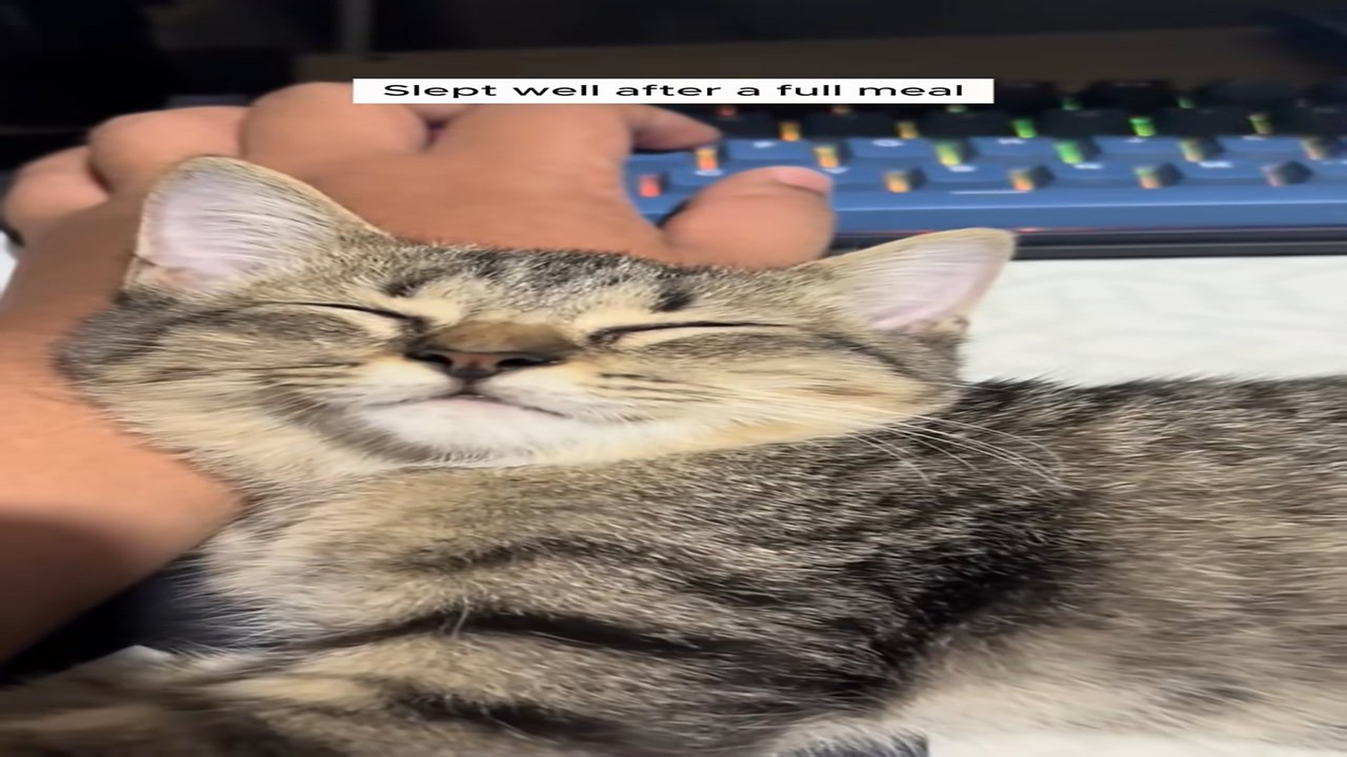 Full Story D2706024_Girl rescued cat stuck in wall #animal #animalsoftiktok #animal..._part 2