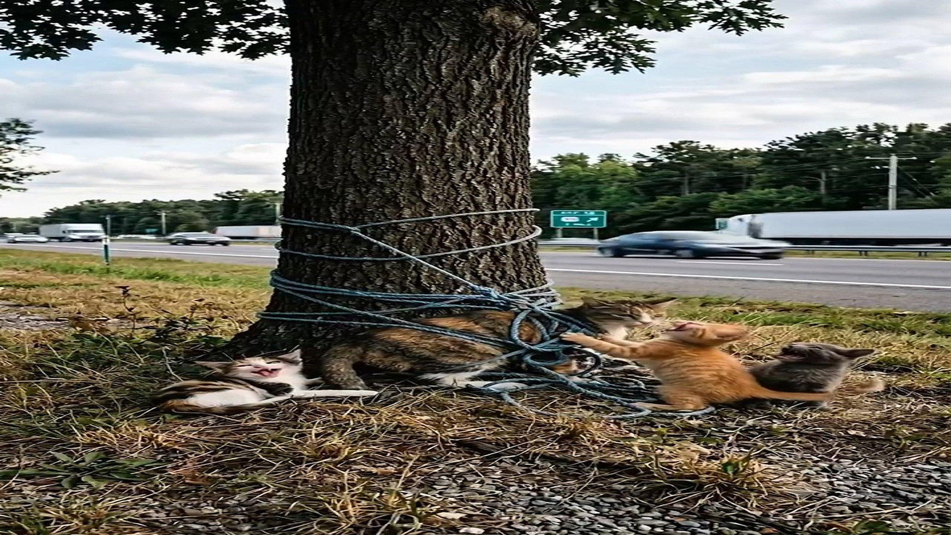 Full Story D2706003_Abandoned Kittens Need Help! #reels