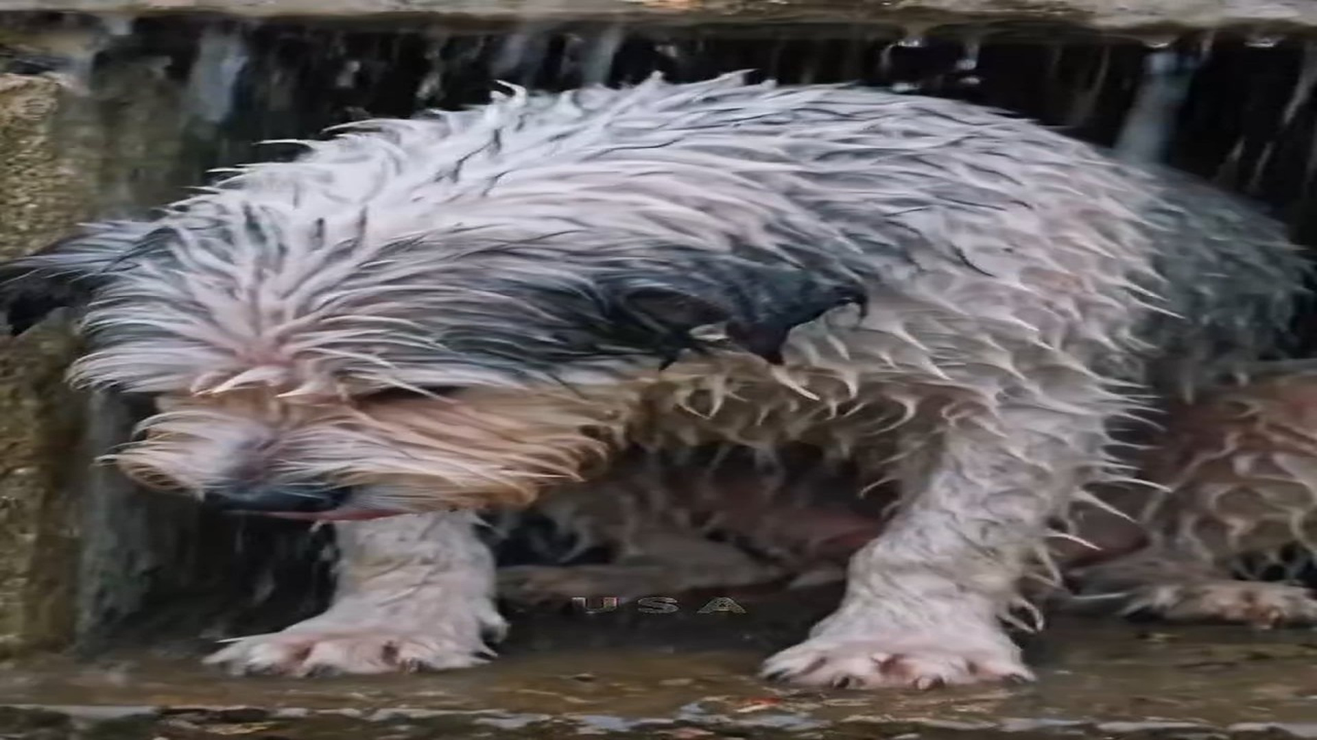 Full Story D0407033_reactions He won survive heavy rain alone. Please help! #animals #animallover #doglovers #viral #foryou USA Animal Frie