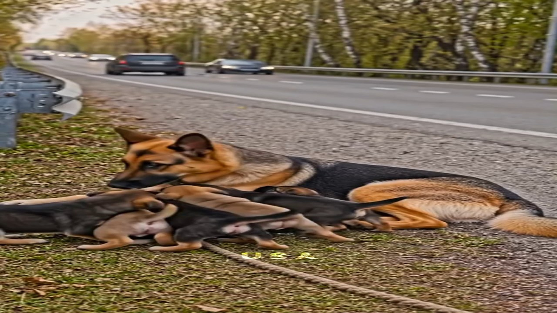 Full Story D0407037_Momma German Shepherd Her Adorable Puppies! #animallover #doglovers #animals #foryou #viral USA Animal Friend_Part 000