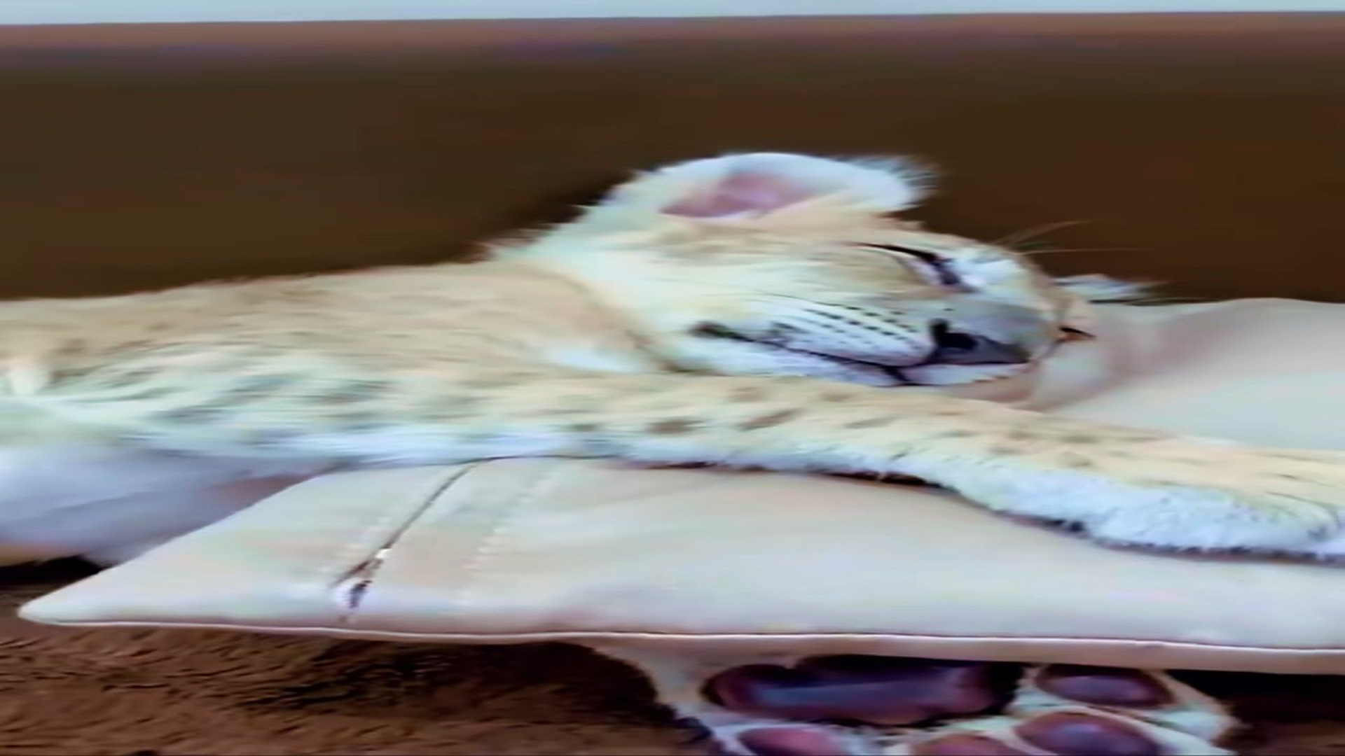 Full Story D0707003_family rescued baby lion #animal #animalsoftiktok #animallov..._part 2