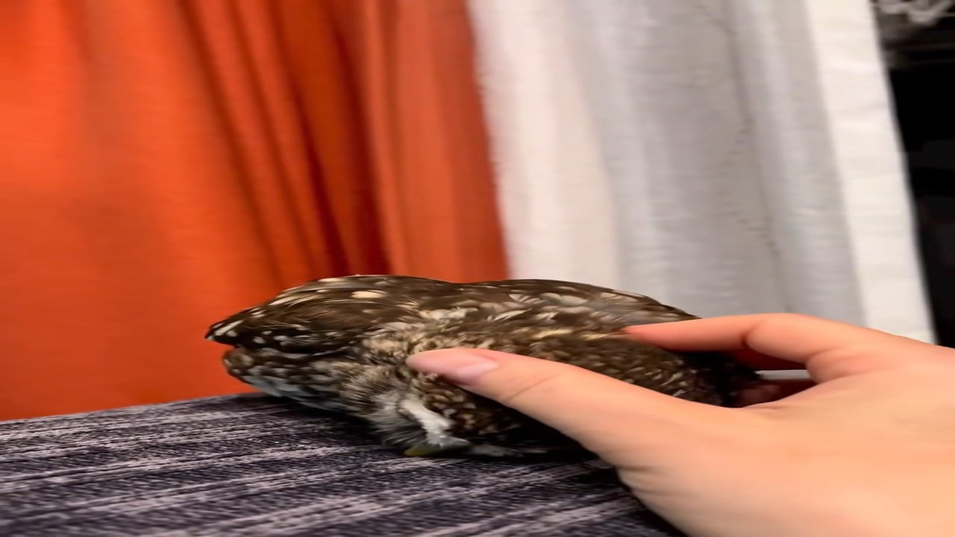 Full Story D0707005_Man rescued little owl stucked in his car then #animal #animals..._part 2