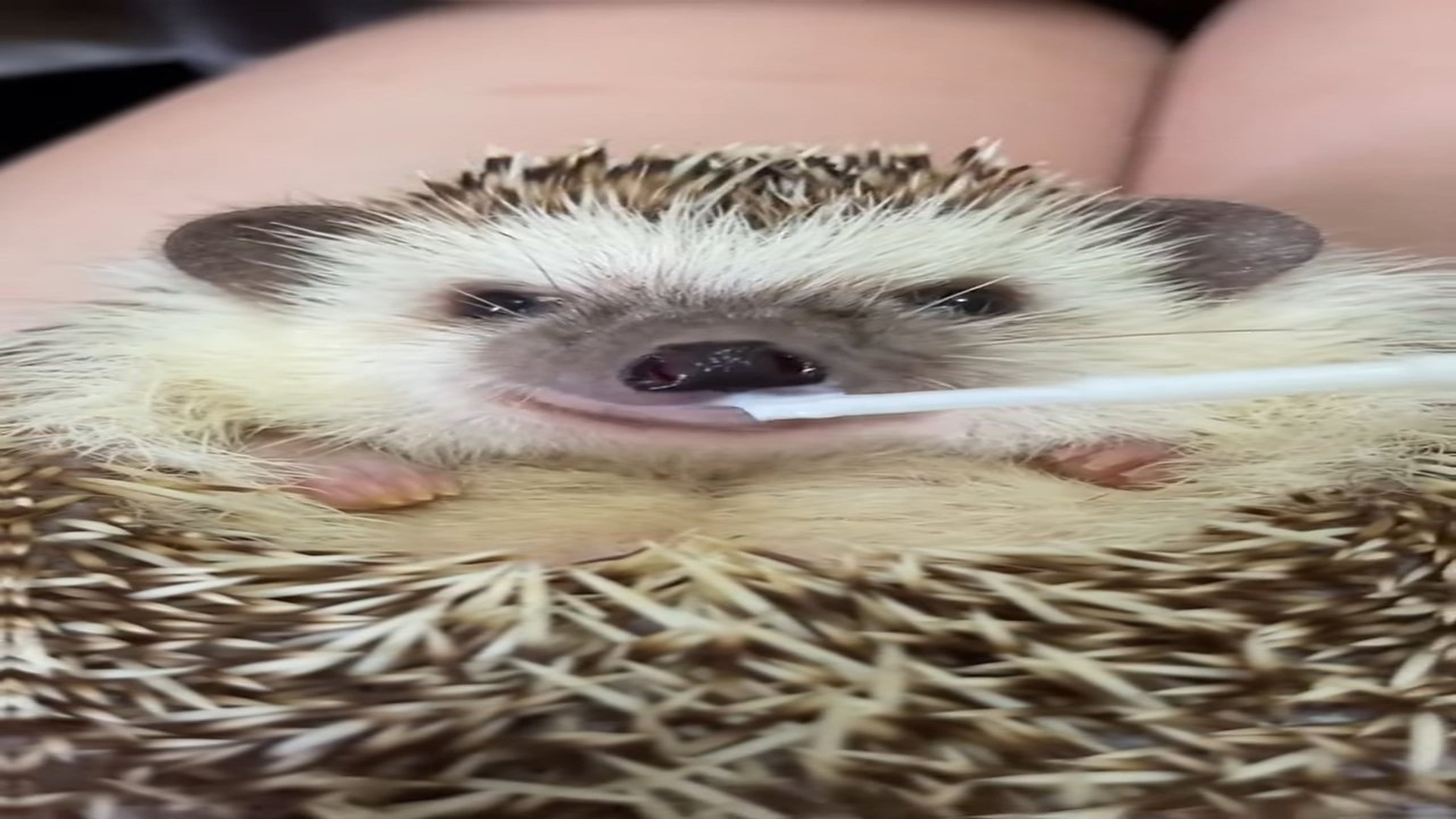 Full Story D0707007_Rescue drowning hedgehog big surprise then #animal #animalsofti..._part 2