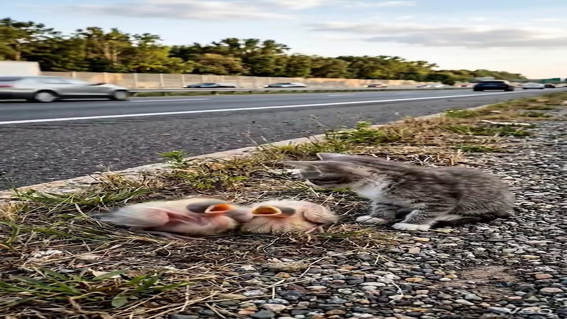 Full Story D2706023_reactions Kitten Saves Baby Birds on Busy Highway! #reels Have you ever seen kitten protecting helpless baby birds besi