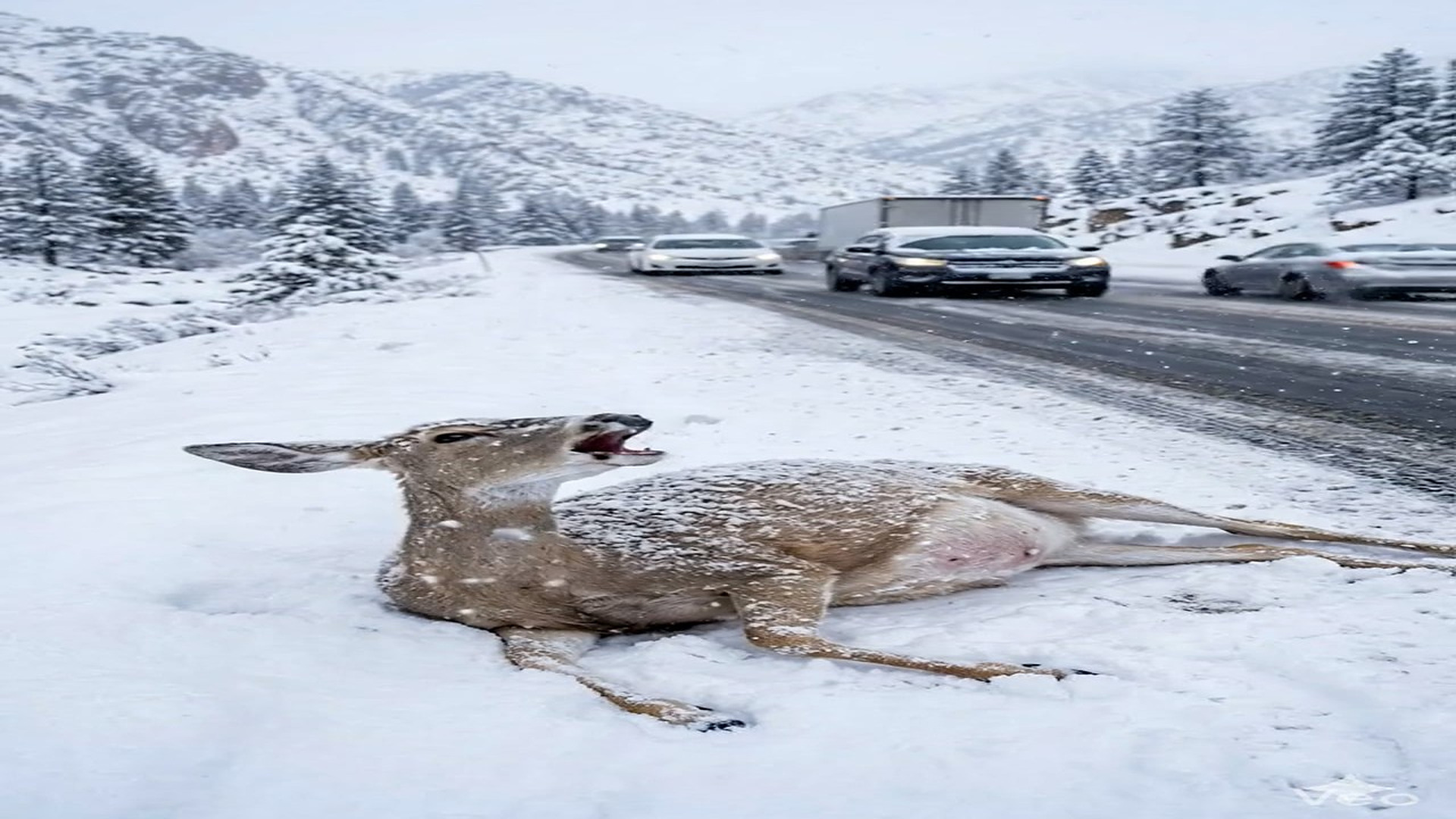 Full Story D2706031_reactions Snowy Road Rescue Emotional Wildlife Moment #reels Have you ever seen wildlife moment emotional in middle of