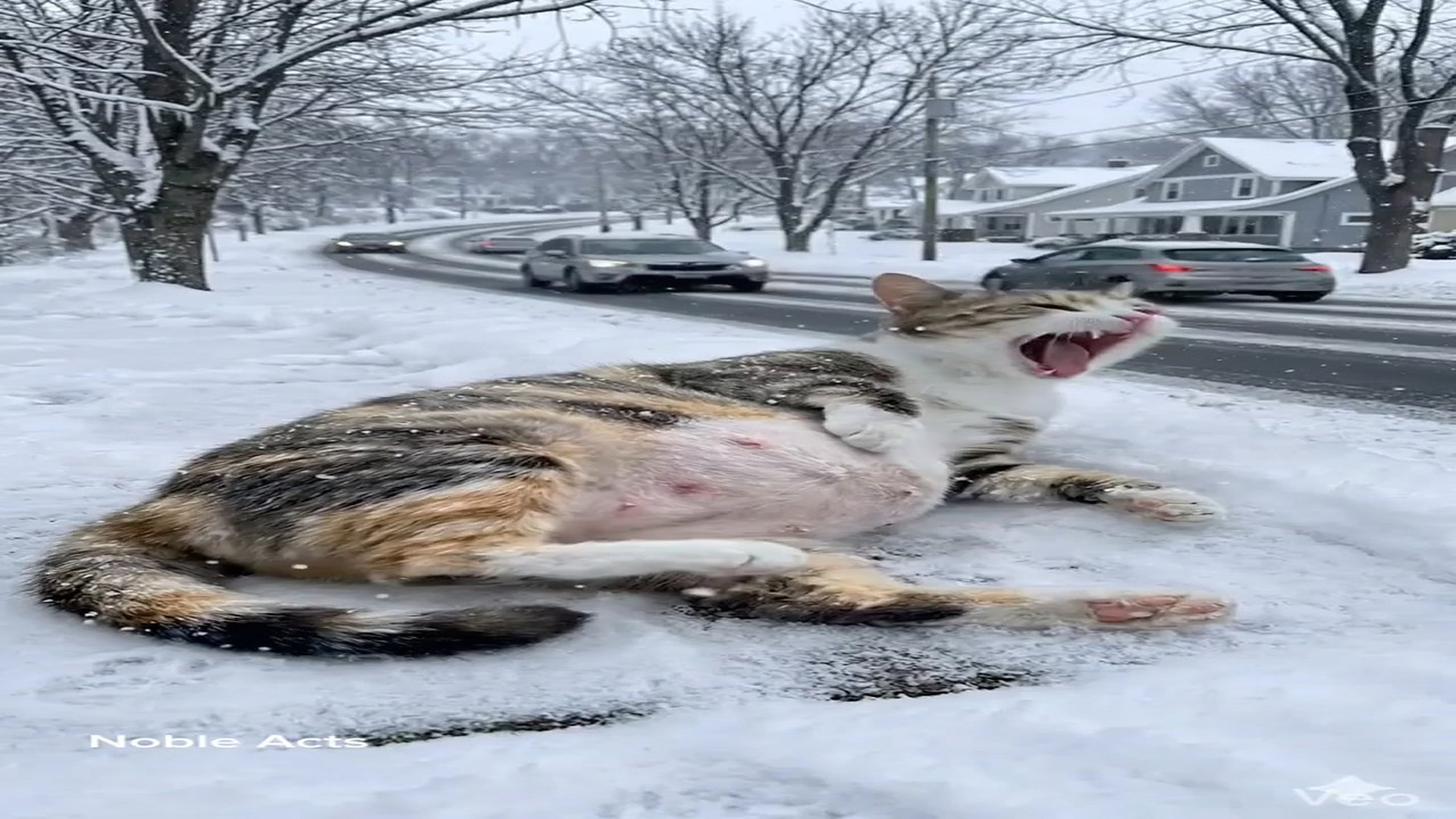 Full Story D2706032_reactions Frozen Cat Rescue on Snowy Road #reels Did helpless cat survive freezing snowstorm Watch till end tell us wha