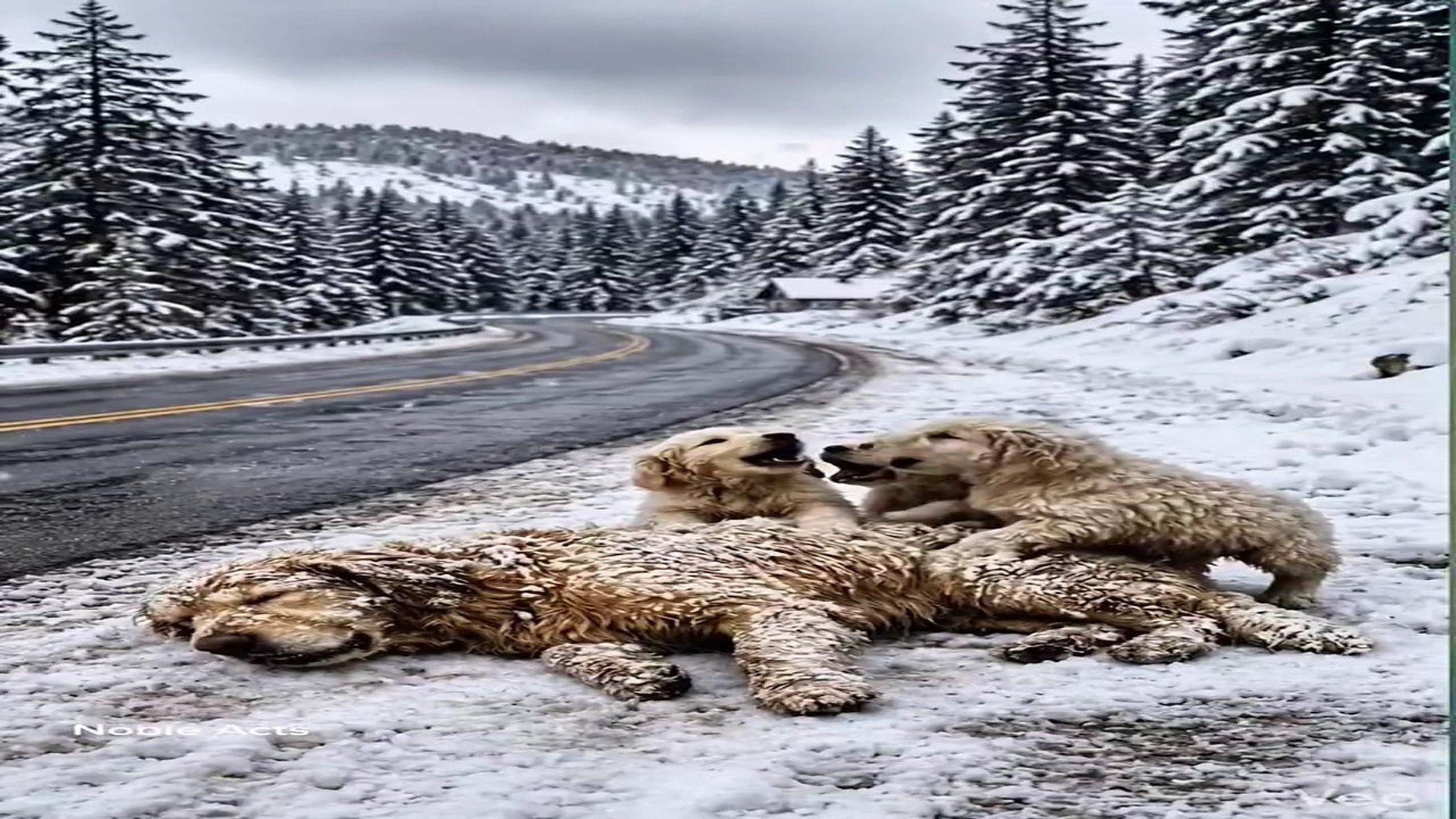 Full Story D2706037_reactions Frozen Puppies Crying Help on Snowy Highway #reels What would you do if you saw these freezing puppies alone