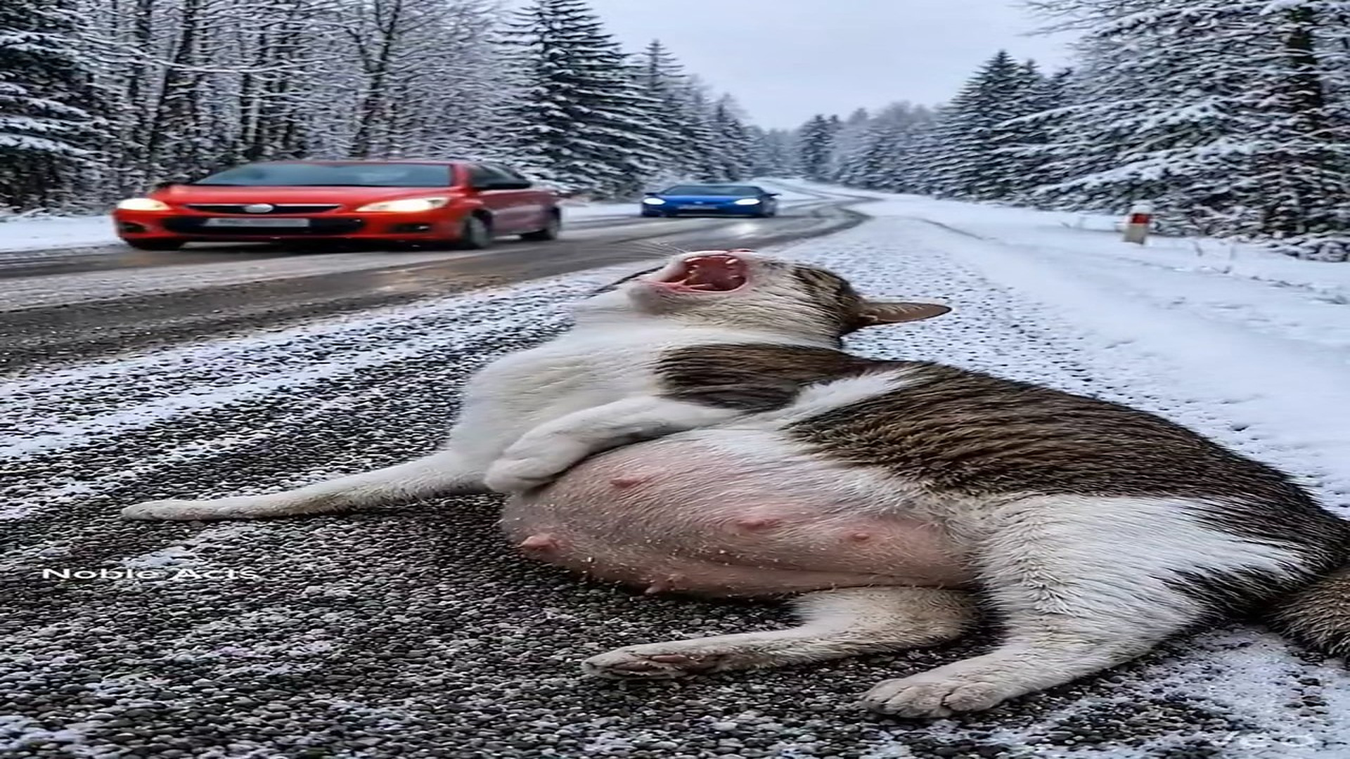 Full Story D2706054_reactions Pregnant Cat Frozen on Road Heartbreaking Snow Survival #reels What would YOU do if you saw helpless pregnant