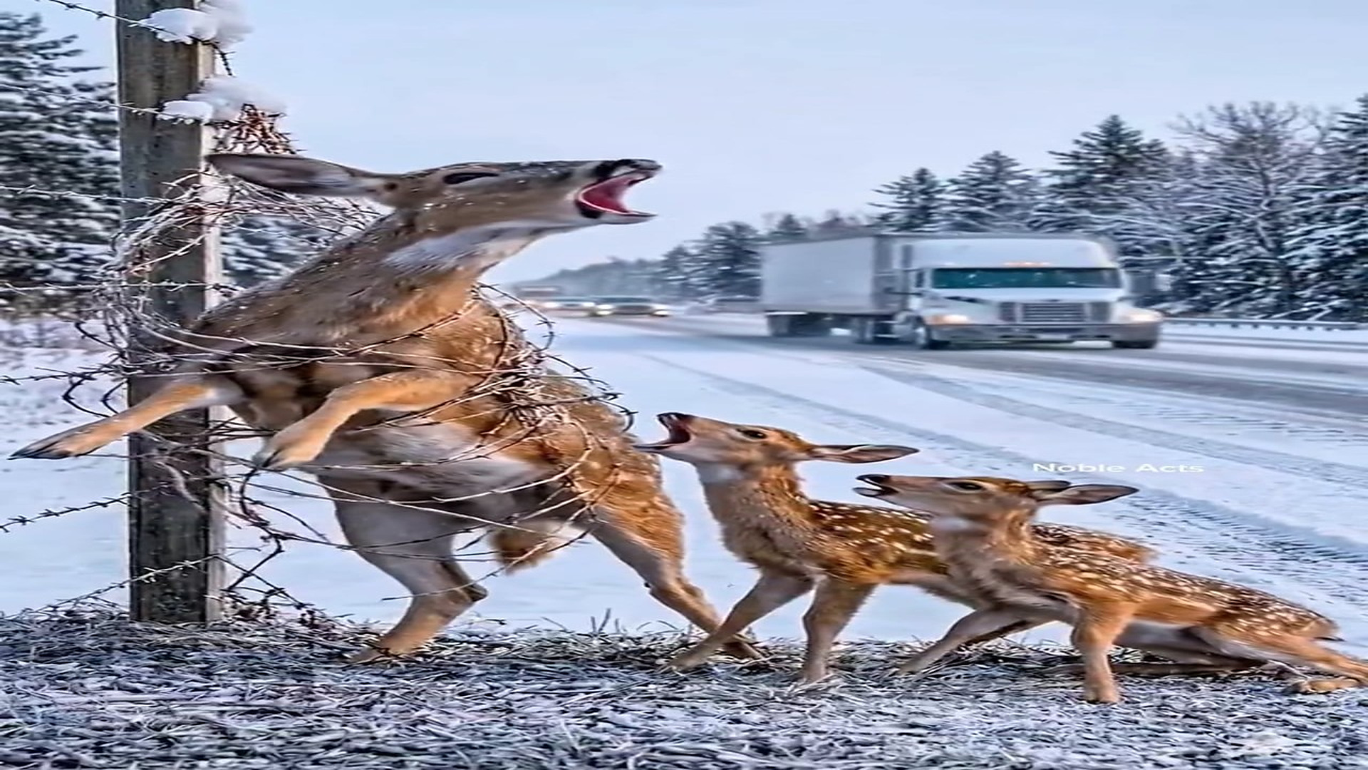Full Story D2706061_reactions Snow Rescue Gone Wrong #reels What would you do if you saw helpless deer trapped in freezing snow while cars