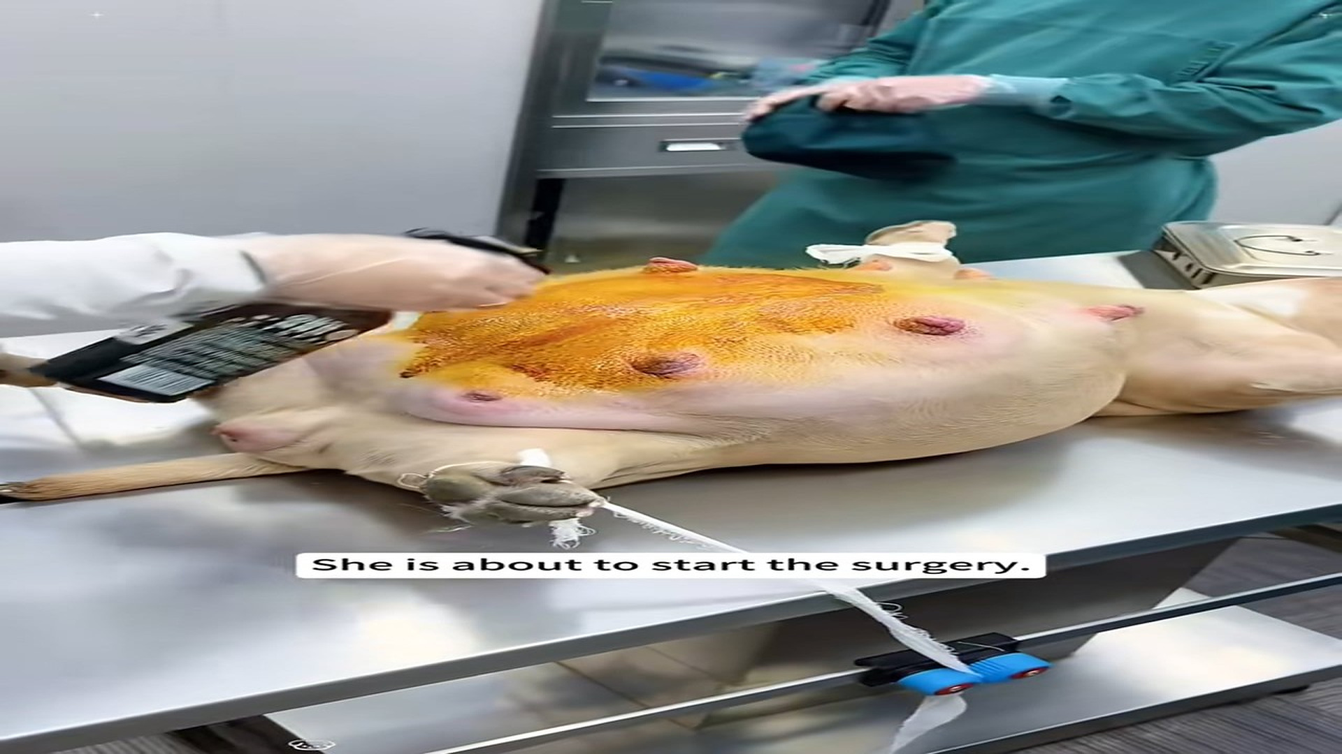 Full Story D0807001_Her belly was so big she could barelywalk, then...#animals_part 2