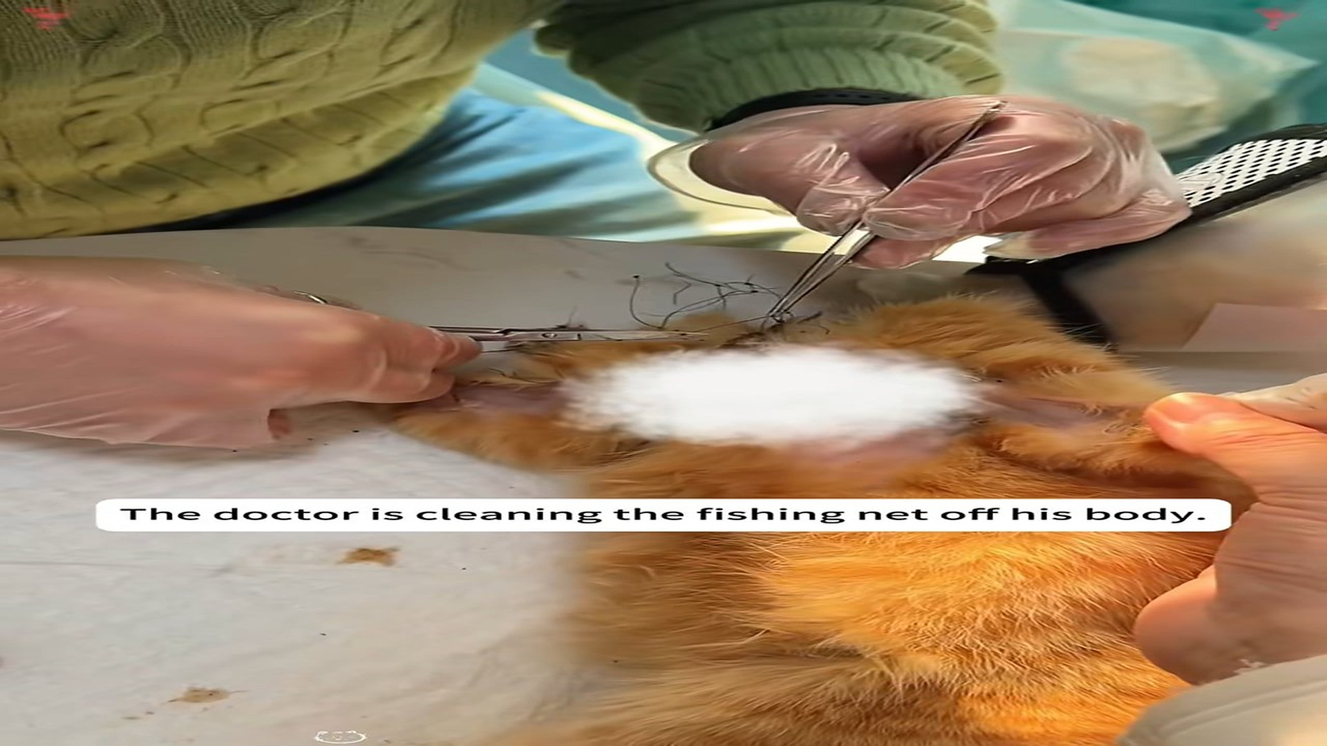 Full Story D0807004_rescued kitten whose neck was tangledin fishing net, then....._part 2