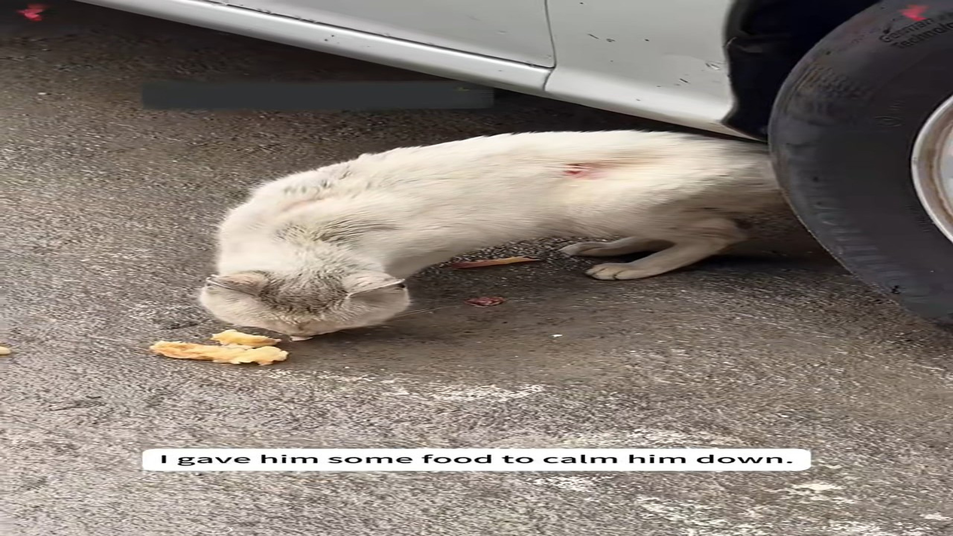 Full Story D0807009_rescued an injured stray cat, then...#animals #rescue #rescuean..._part 2
