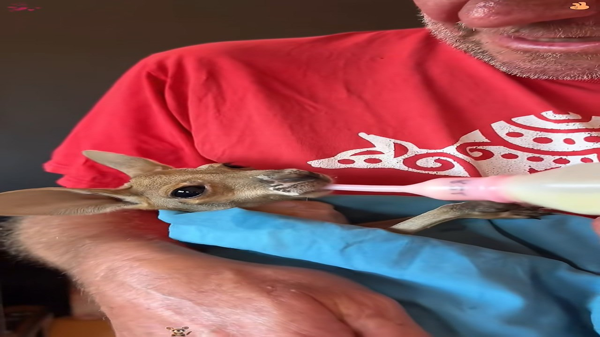 Full Story D0807011_kind lady rescued baby kangaroo had lost its mother then..._part 2