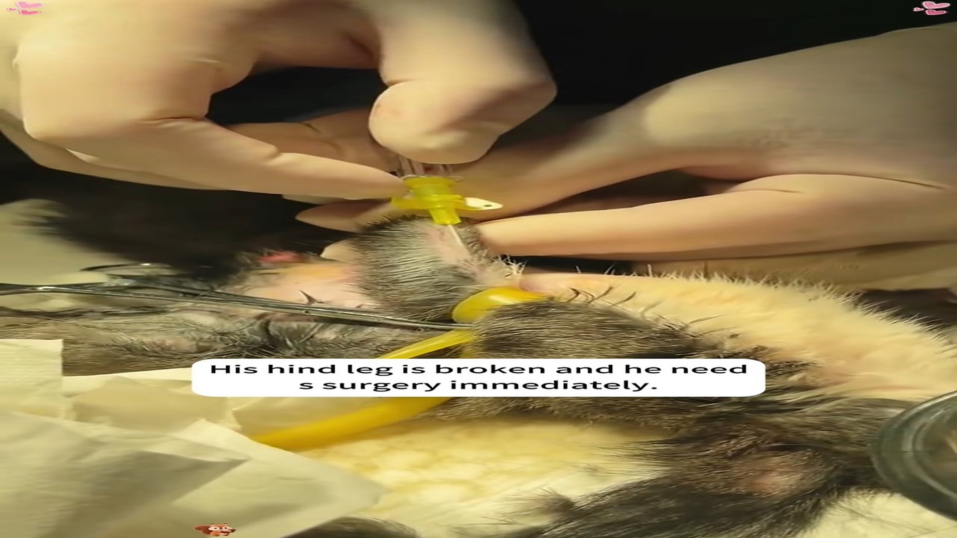 Full Story D0807013_rescued little squirrel had been hit by car,and then...#re..._part 2
