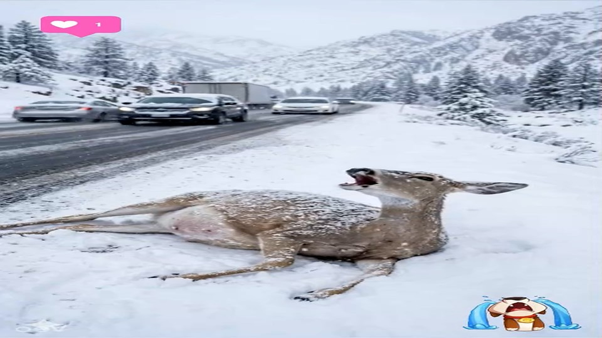 Full Story D2706031_reactions Snowy Road Rescue Emotional Wildlife Moment #reels Have you ever seen wildlife moment emotional in middle of