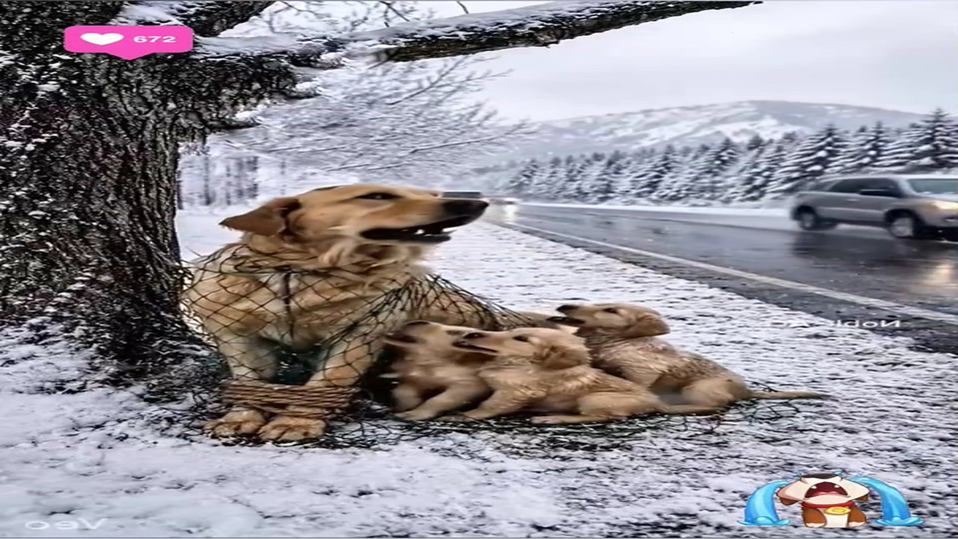 Full Story D2706036_reactions Frozen Puppies Crying Help on Snowy Road #reels Would you stop to save these freezing puppies on side of road