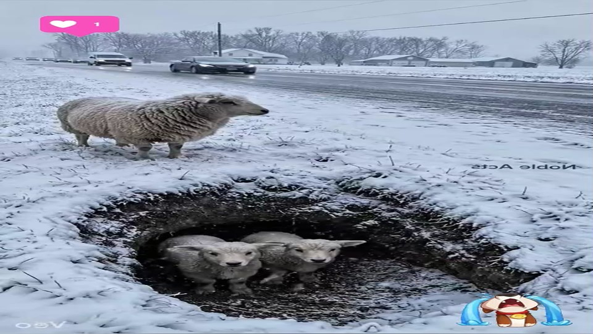 Full Story D2706048_reactions Frozen Rescue Moments Will Melt Your Heart #reels Have you ever seen baby lambs trapped in snow while their m