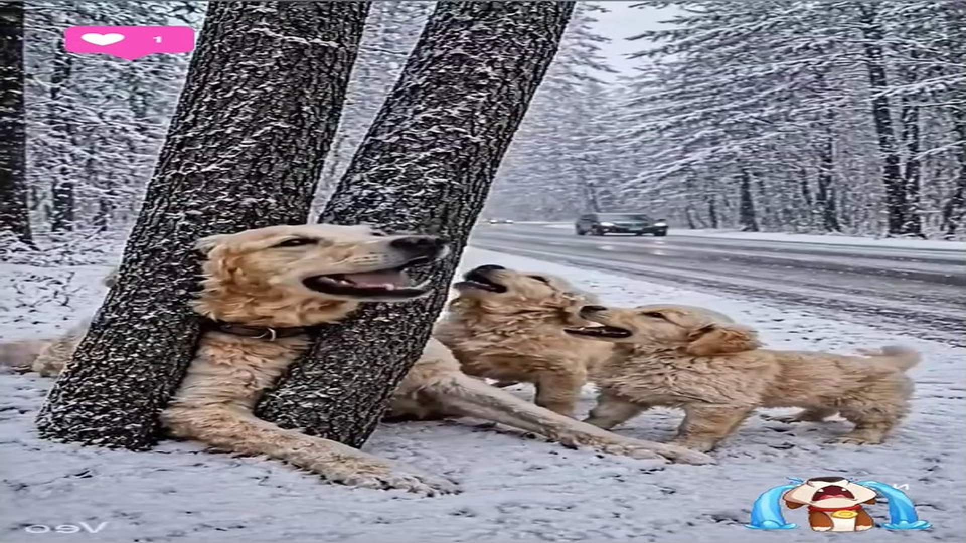 Full Story D2706055_reactions Frozen Family Rescue Emotional Snow Survival Story #reels Have you ever seen dog risk everything to protect h