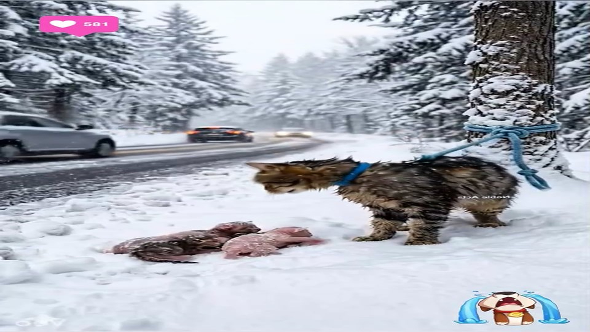 Full Story D2706065_reactions Heartbreaking Stray Cat Cries Help in Snowy Street #reels Have you ever seen mother love desperate in freezin