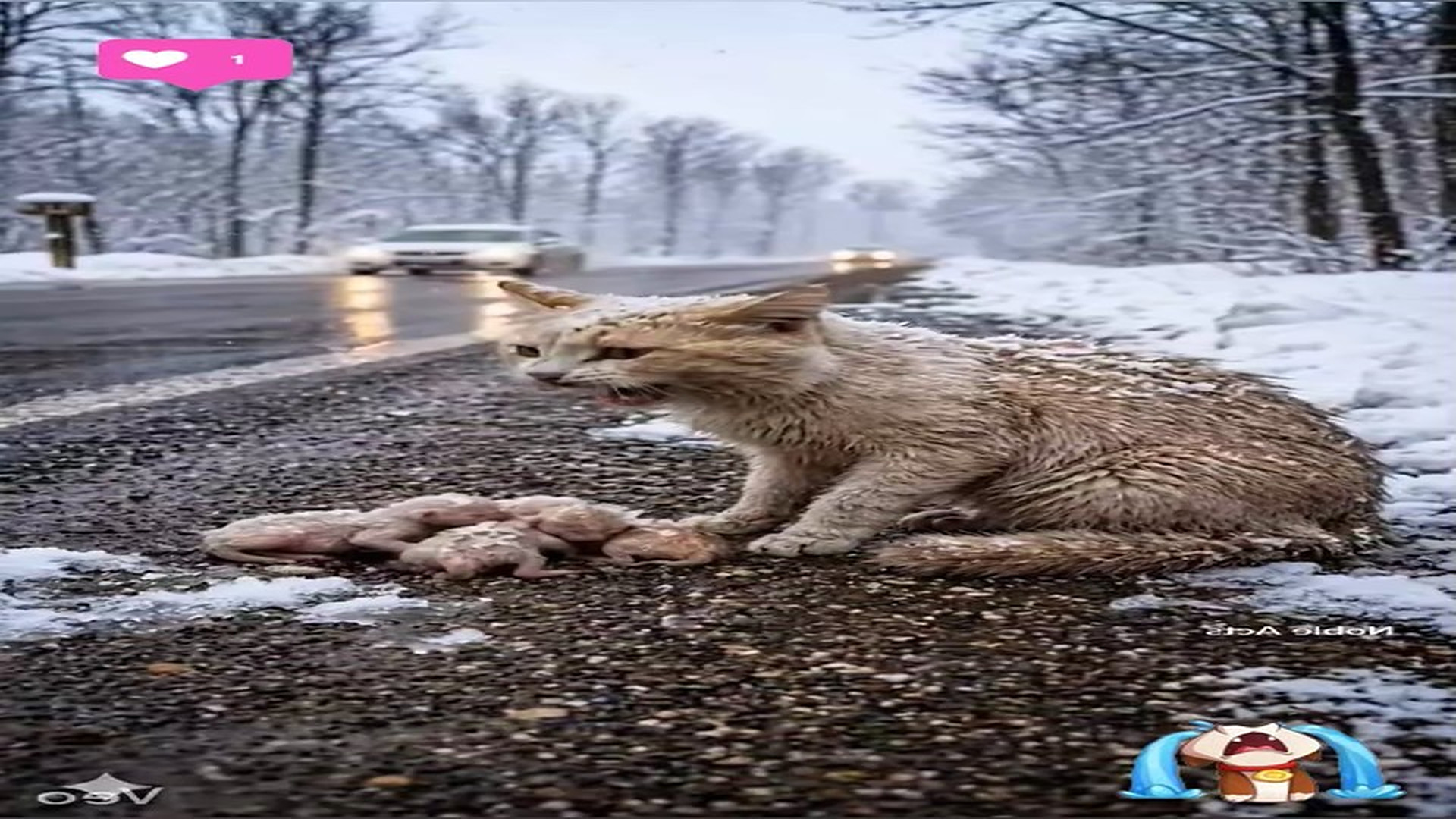 Full Story D2706069_reactions Heartbreaking Mama Cat Begs Cars to Save Her Newborn Kittens #reels Would you stop your car if you saw desper