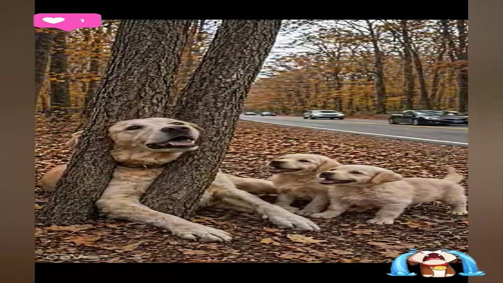 Full Story D2706088_reactions Heart Stopping Dog Rescue Will It Survive #reels Can helpless dog be saved in time Watch till end hit follow