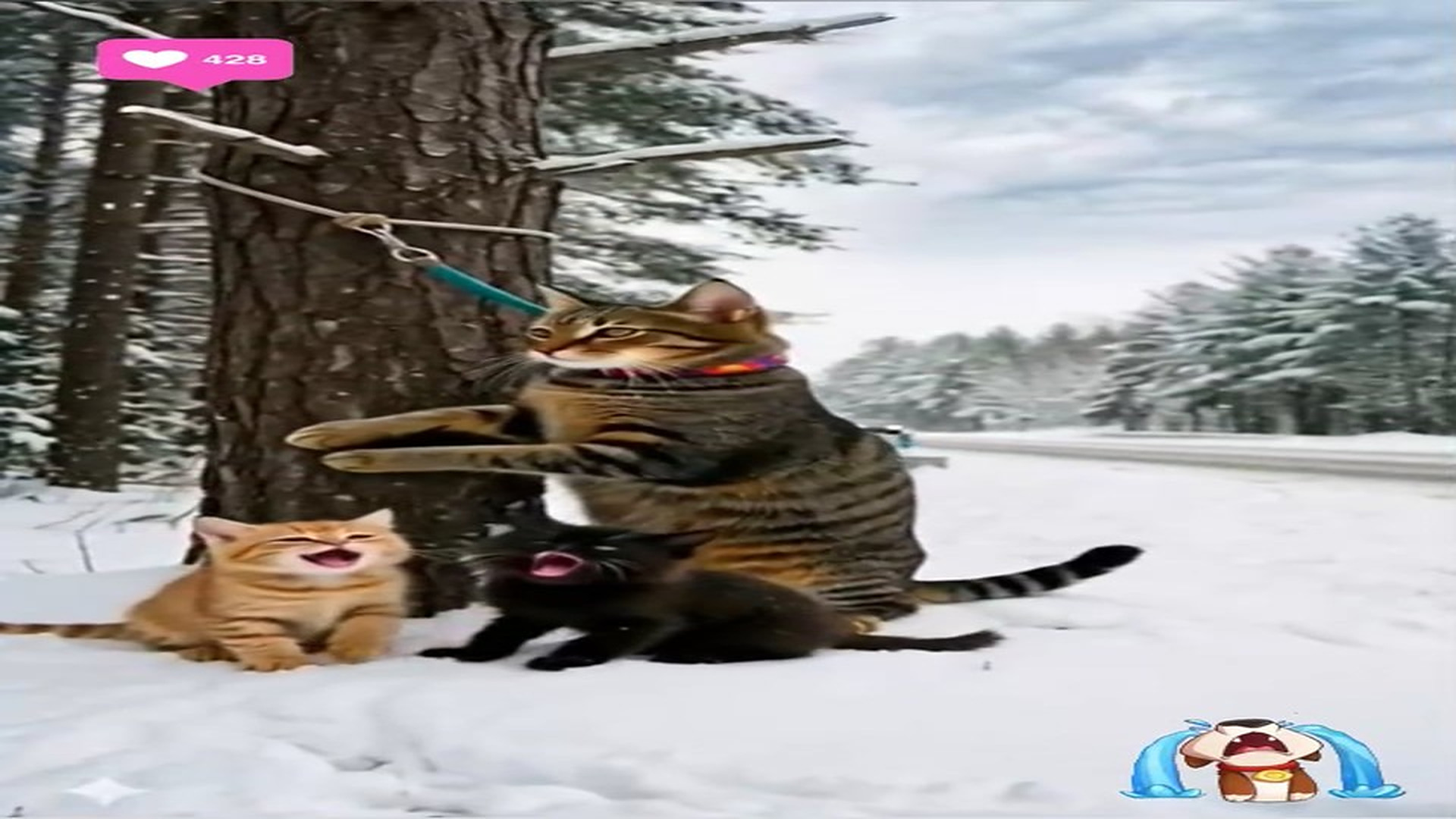 Full Story D2706096_Tree Tied Cat Crying Kittens Rescued in Snowy America #reels