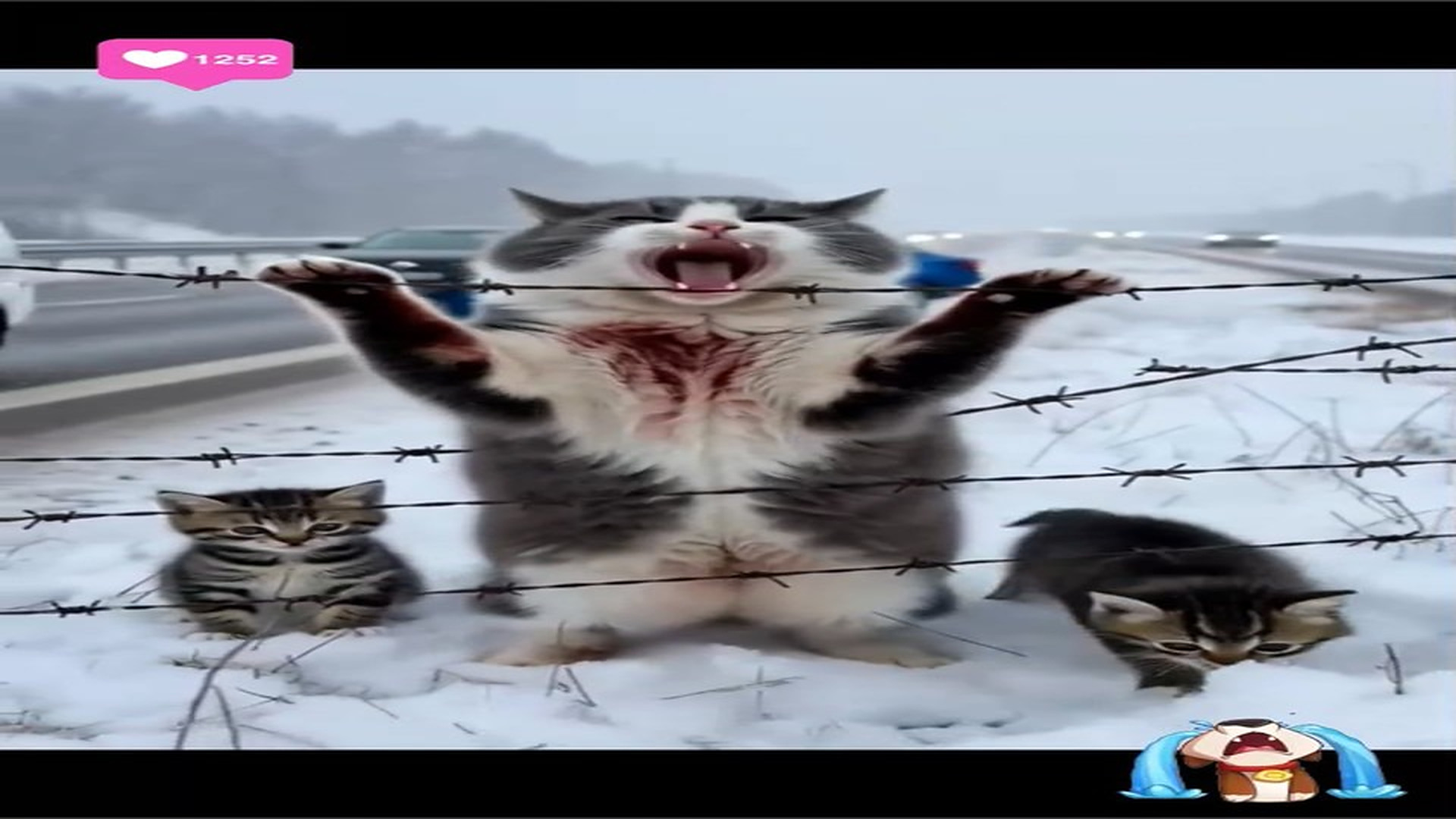 Full Story D2706098_Injured Cat Trapped in Snow Fence Stranger Heroic Rescue! #reels