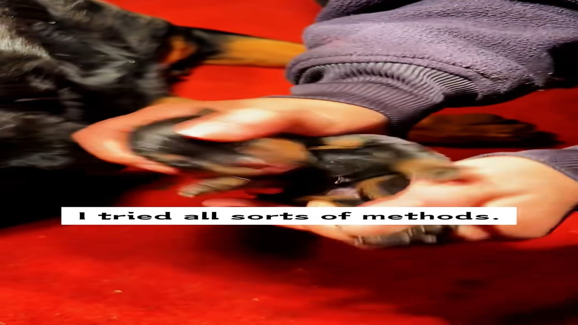 Full Story D0807024_saw newborn puppy lying motionless, as if it were dead. refused..._part 2