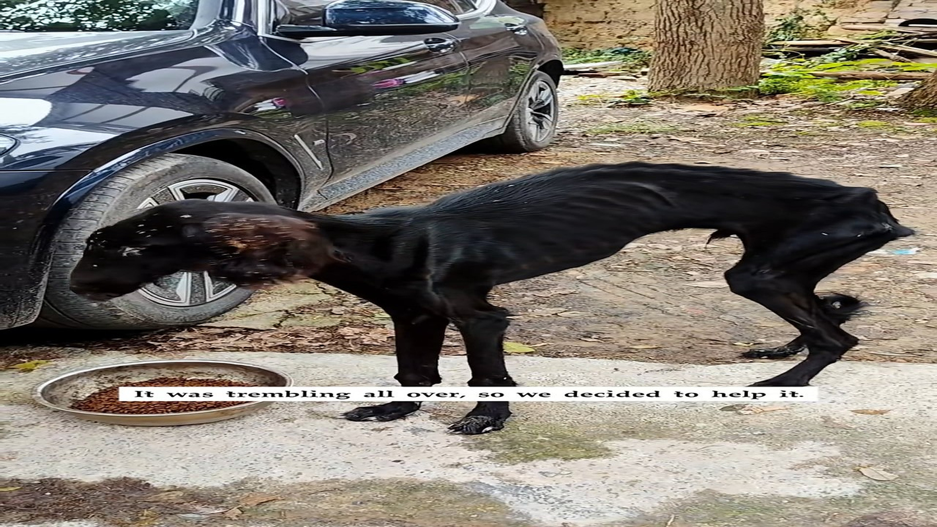 Full Story D0807025_found an extremely skinny, abandoned dog on road, it walked awa..._part 2